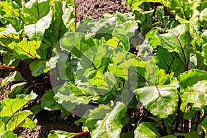 Leaf of beet root. Fresh green leaves of beetroot or beet root seedling. Row of green young beet leaves growth in organic farm.