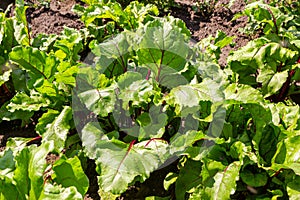 Leaf of beet root. Fresh green leaves of beetroot or beet root seedling. Row of green young beet leaves growth in organic farm.