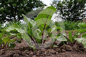 Leaf of beet root. Fresh green leaves of beetroot or beet root seedling. Row of green young beet leaves growth in organic farm.