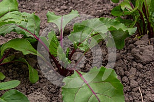 Leaf of beet root. Fresh green leaves of beetroot or beet root seedling. Row of green young beet leaves growth in organic farm.