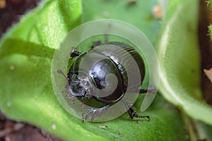 Leaf beetle