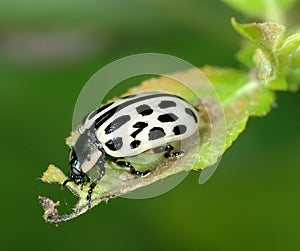 Leaf beetle