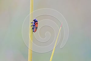 Leaf beetle