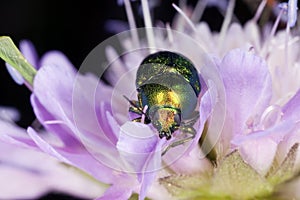 Leaf beetle (chrysomelidae) feeding on purple flow