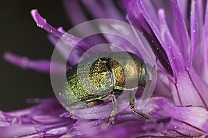Leaf beetle (chrysomelidae) feeding on thistle