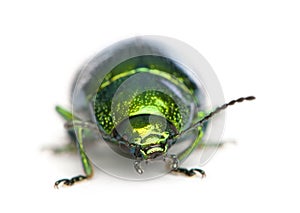 Leaf beetle, Chrysomelinae, in front of white background