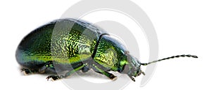 Leaf beetle, Chrysomelinae, in front of white background