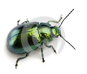 Leaf beetle, Chrysomelinae, in front of white background