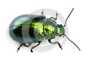 Leaf beetle, Chrysomelinae, in front of white background