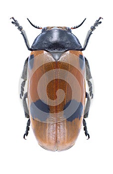 Leaf beetle Clytra quadripunctata