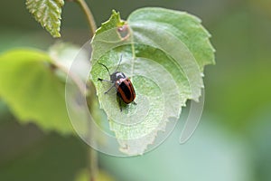 The leaf beetle Cryptocephalus bipunctatus
