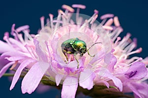 Leaf beetle Cryptocephalus hypochaeridis