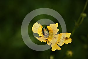 Leaf beetle Cryptocephalus sericeus