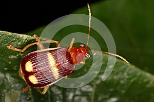 Leaf beetle
