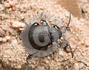 Leaf beetle, Galeruca tanaceti on sand