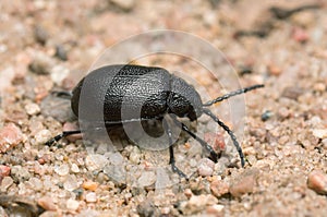 Leaf beetle, Galeruca tanaceti on sand