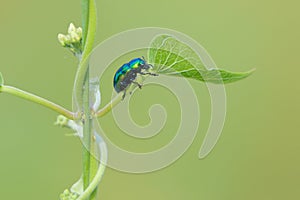 Leaf beetle