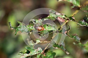 Leaf beetle, Lochmaea crataegi