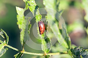 Leaf beetle, Lochmaea crataegi
