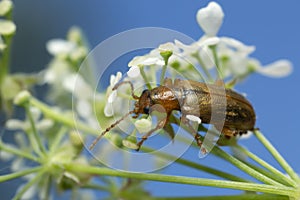 Leaf beetle, Orsodacne cerasi feeding on meridian fennel