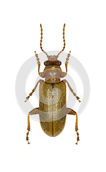 Leaf Beetle Orsodacne on white Background
