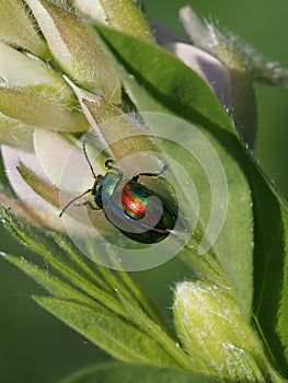 Leaf beetle on plant in sunny day