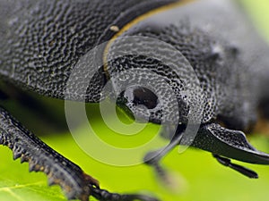 Leaf beetle - Prasocuris Junci