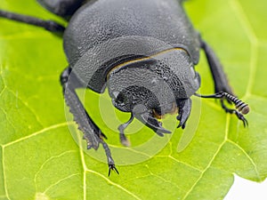 Leaf beetle - Prasocuris Junci