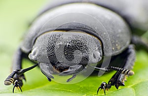 Leaf beetle - Prasocuris Junci