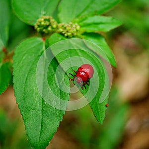 Leaf Beetles (Coleoptera, Chrysomelidae)