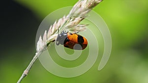 Leaf beetles in Europe - Chrysomelidae: Clytra laeviuscula perched on grass swaying in the wind, with dewdrops on the body