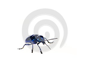 Leaf beetles on a white background