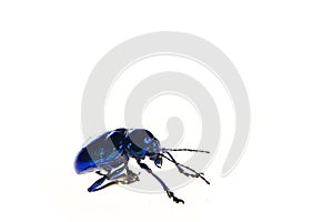 Leaf beetles on a white background