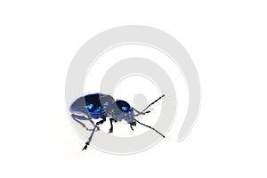 Leaf beetles on a white background