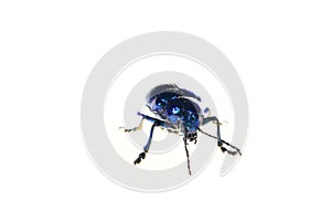 Leaf beetles on a white background