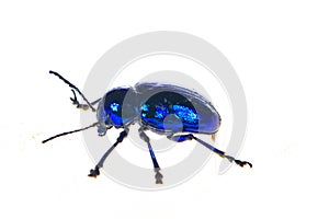 Leaf beetles on a white background