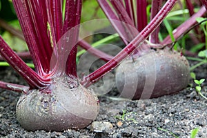 Leaf of beetroot. Fresh green leaves of beet root or beet root seedling. Row of green young beet leaves growth in organic farm