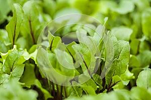 Leaf of beetroot in garden.