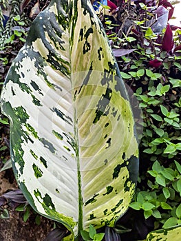 Leaf of beras kutah flower