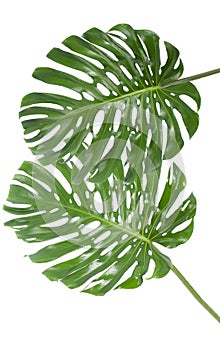 Leaf of a big monstera in white