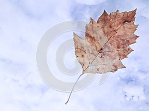 Leaf of the Black Poplar, Populus Nigra, In Autumn Shade with Petiole Fallen on Snow. Winter Day. Abstract Natural Background.