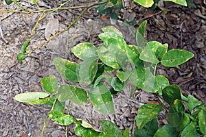 Leaf blight from contact herbicide