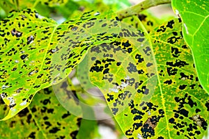 Leaf blight with grey centre and with brown border occur in large number in nursery photo