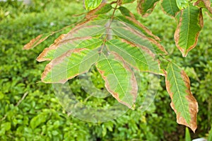 Leaf blight of Nephelium lappaceum or rambutan lack of potassium