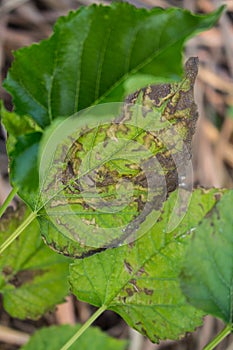 Leaf blight ploblem
