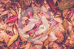 Set of watercolor leaves, background photo