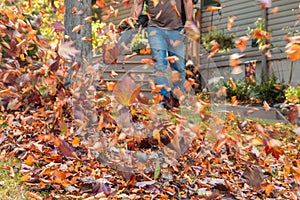 Leaf blower in action moving colorful fall leaves from residential lawn with intentional motion blur photo