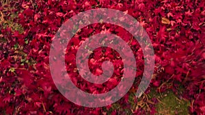 Leaf Blower POV: Vibrant Red fall maple tree leaves are blown into a pile.