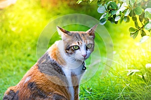 Leaf blurry foreground with cute cat asia are playing in the house on lawn on tree blurry background. using wallpaper or backgroun