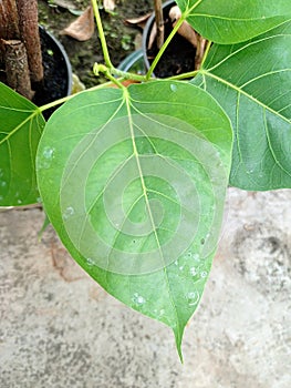 The Leaf of Bodhi Tree (Ficus religiosa)